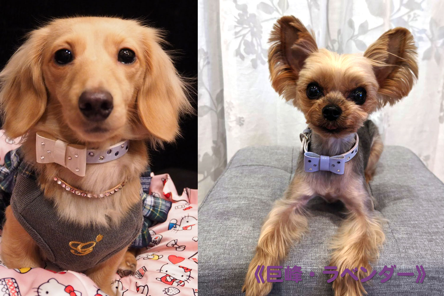 ラインストーン埋込首輪 ラベンダー《巨峰・ラベンダー》