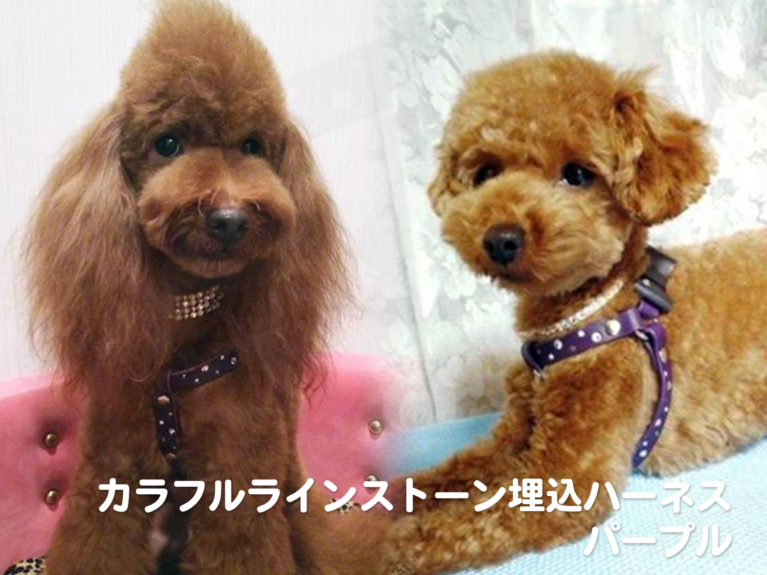 カラフルラインストーン埋込ハーネス パープル