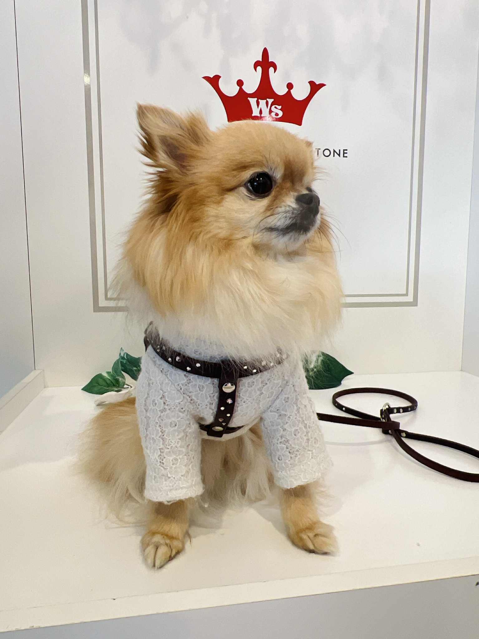 ラインストーン埋込ハーネス（パープル）