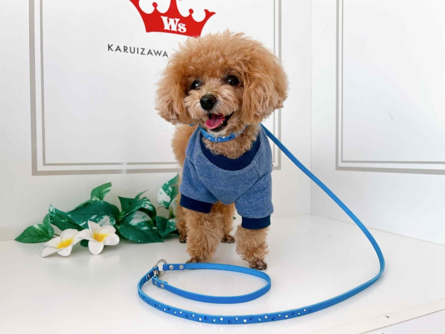 ラインストーン埋込首輪＆リード（ロイヤルブルー）