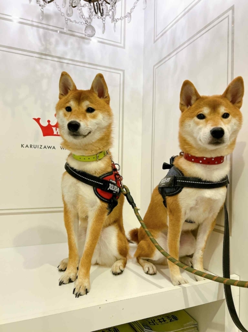 ラインストーン埋込首輪≪レッド・ライムグリーン≫