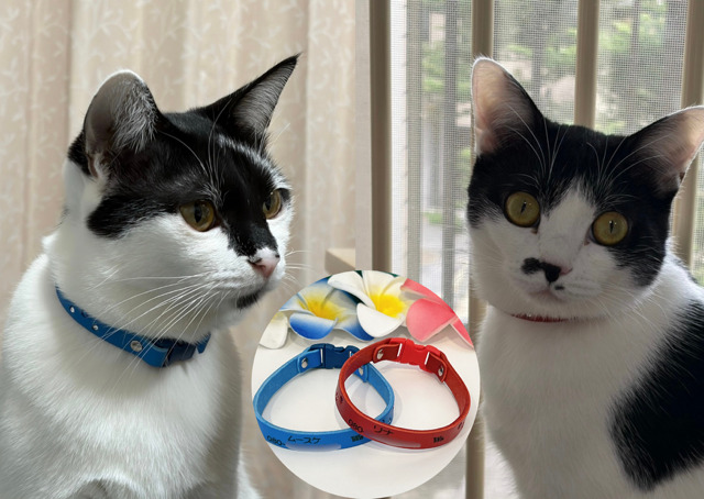 ≪猫用≫ラインストーン埋込迷子首輪（ロイヤルブルー・レッド）