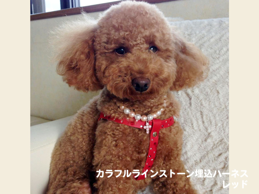 カラフルラインストーン埋込ハーネス　レッド