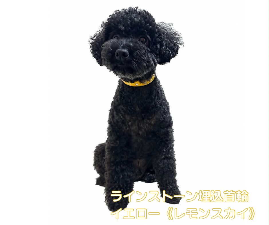 ラインストーン埋込首輪 イエロー《レモンスカイ》