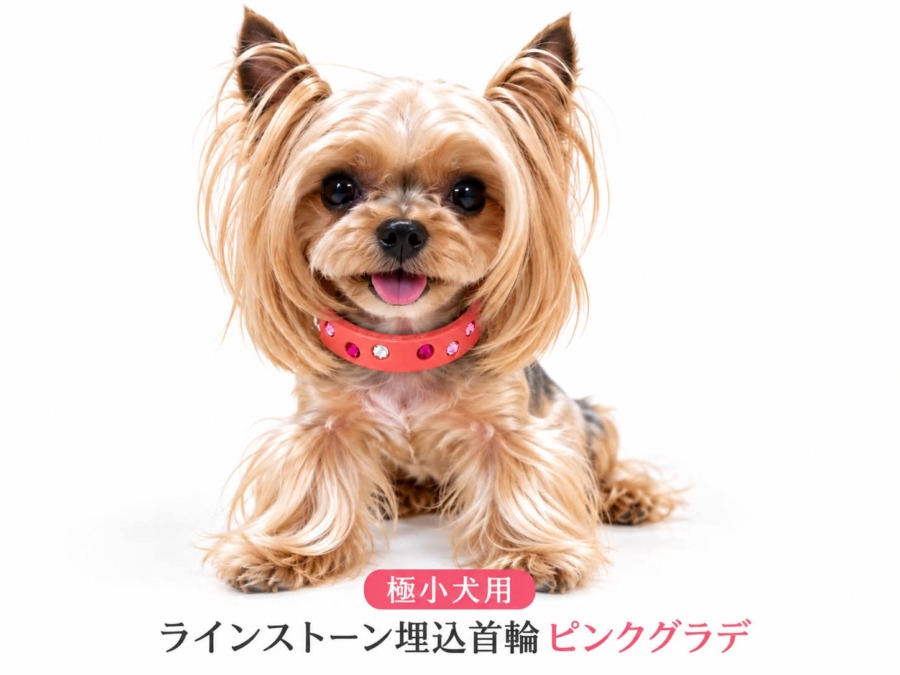 極小犬用 ラインストーン埋込首輪 ピンクグラデ